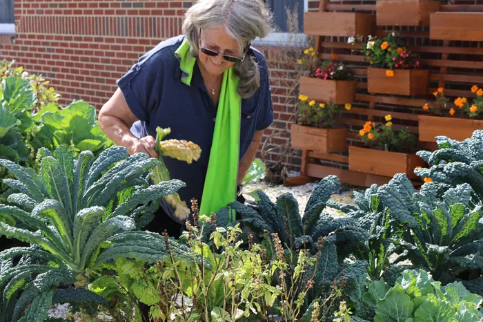 Sulphur Springs Garden Club master gardener Diana tends to the vegetables in the outdoor learning garden. Foreground is in focus, showing kale and leafy greens. Middleground is Diana slightly bent over, holding kale stalks. Background is red brick wall, and on right side, wooden planter boxes with orange and yellow flowers.
