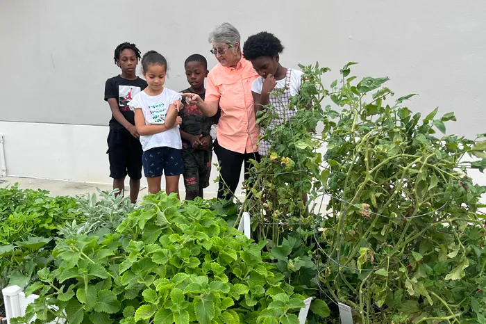 Four teens at the Sulphur Springs community garden with master gardener Diana Kyle.