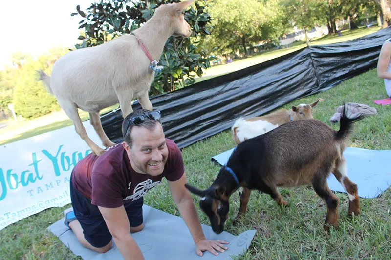 https://www.tampaymca.org/wp-content/uploads/2018/05/goat-yoga.jpg