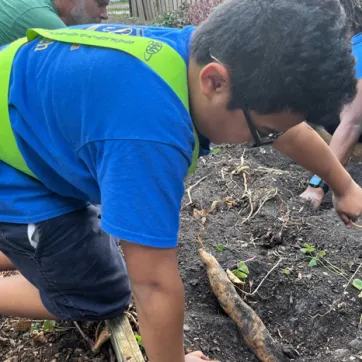 Adolescent wearing a blue shirt on hands and knees works in the raised garden bed with classmates. 